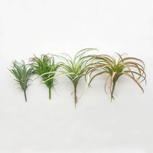 Ionantha Air Plant w/ Flocking