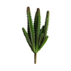 Stapelia
