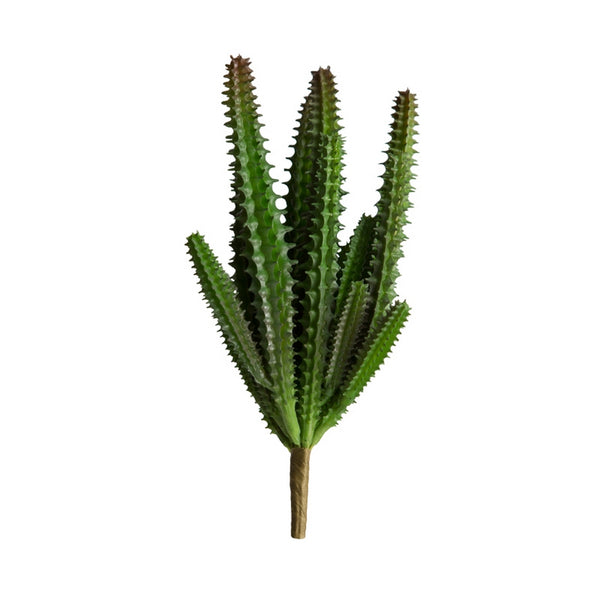 Stapelia