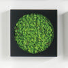 Mini Green Wall 12"SQ Succulent Mat