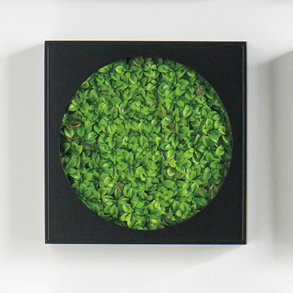 Mini Green Wall 12"SQ Succulent Mat