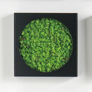 Mini Green Wall 12"SQ Succulent Mat