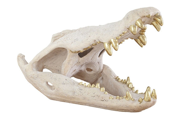 Crocodile Skull, Roman Stone