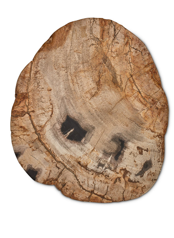 Petrified Wood Stump, Fully Polished