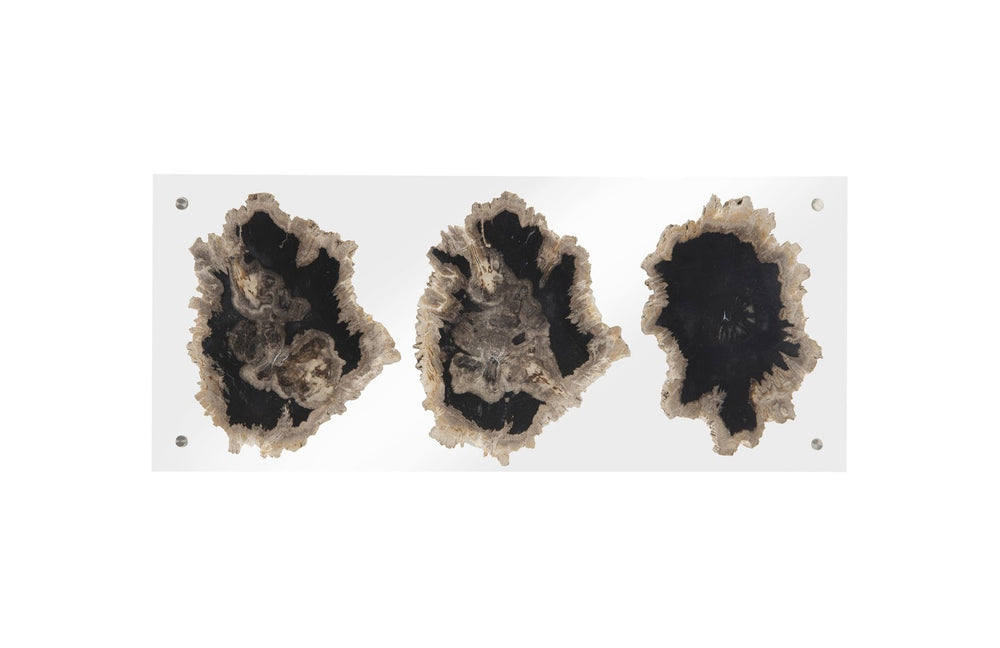 Floating Petrified Triple Slice Wall Art