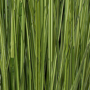36" Japanese Silver Grass, unpotted 19 bunch set