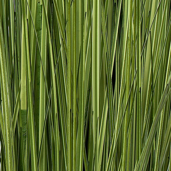36" Japanese Silver Grass, unpotted 19 bunch set