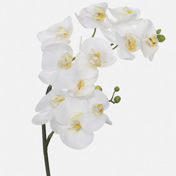 Orchid White Phalaenopsis 28"L Stem