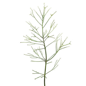 Pencil Cactus, green