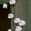 Wall Play, 'Cholla'
