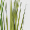 Unpotted Japanese Grass