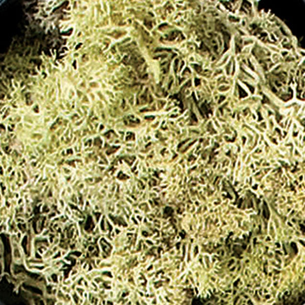 Reindeer Moss, Light Green