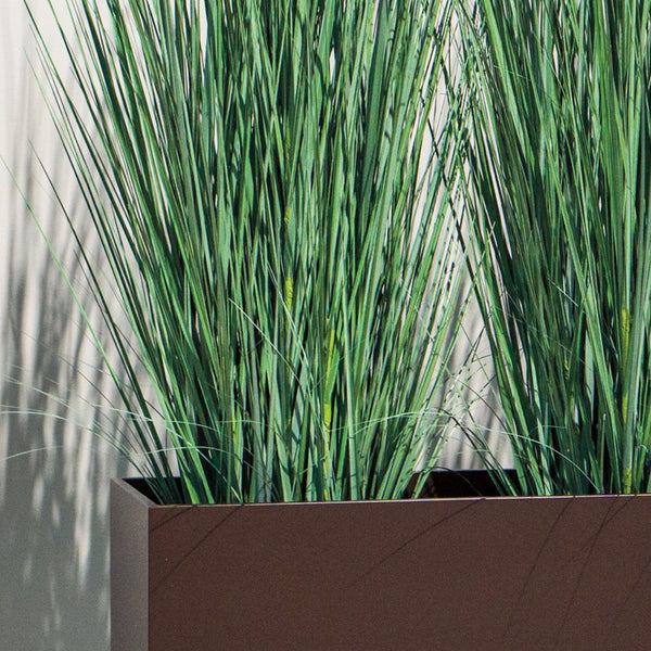 Tall Japanese Grass in Custom Rectangle Planter