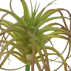 Tillandsia Micro Curly