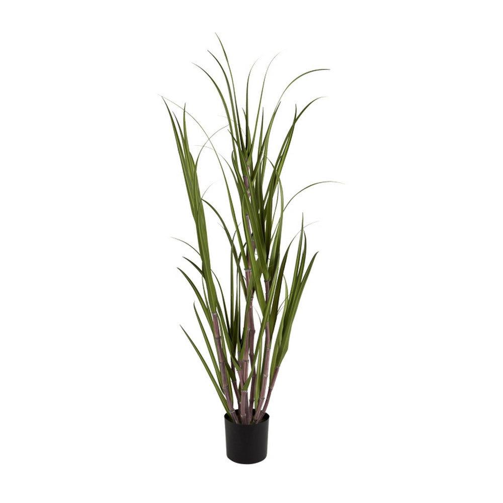 Potted Sugarcane Grass, 72"H