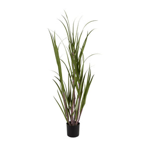 Potted Sugarcane Grass, 72"H