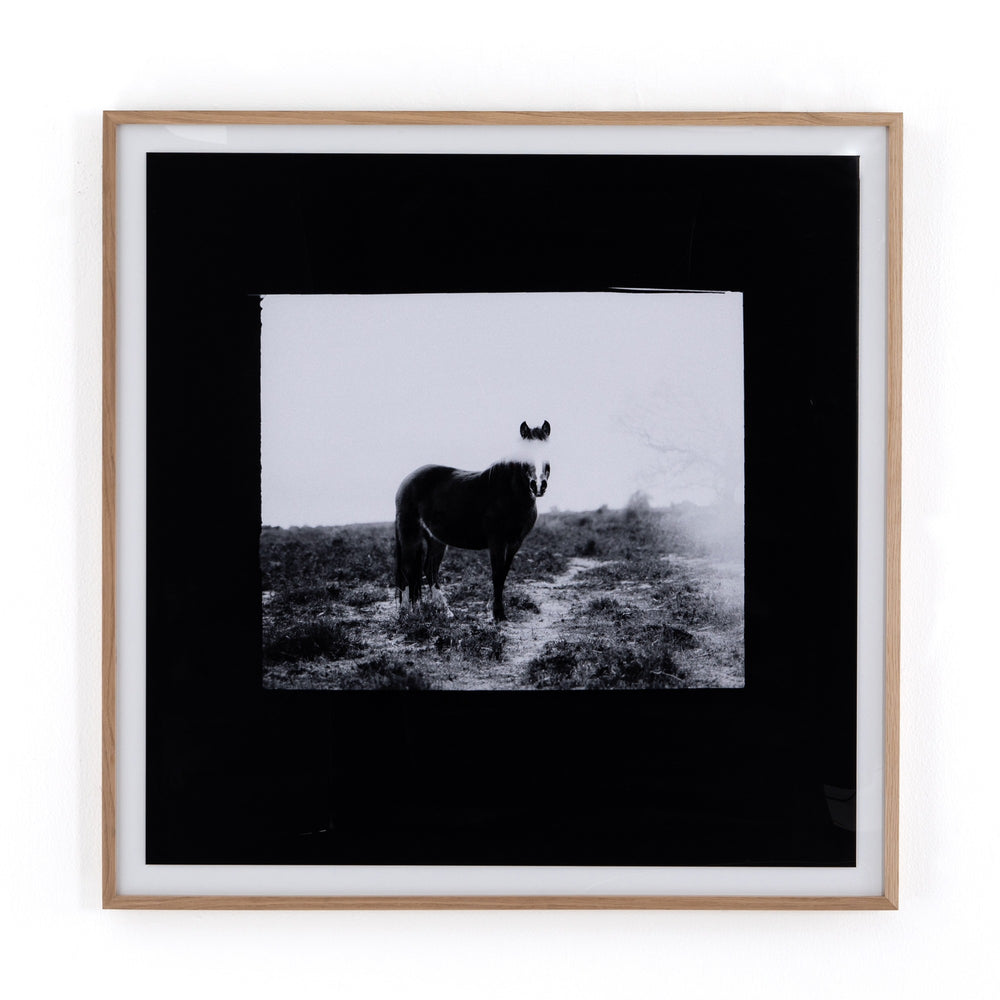 Blank Horse By Annie Spratt Framed Paper