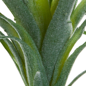 Ionantha Air Plant w/ Flocking
