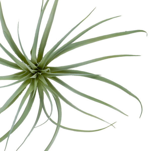 Tillandsia, Grey