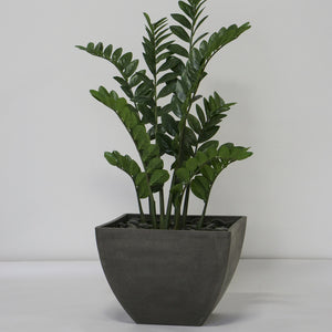 Zamifolia in Kamiko Planter