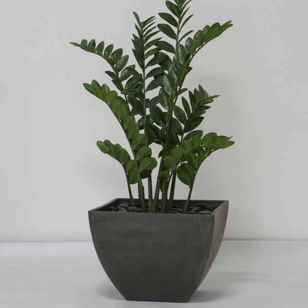 Zamifolia in Kamiko Planter