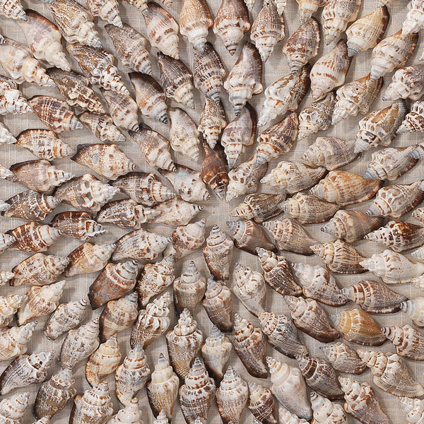 Riviera Framed Wall Art, Beige Simnia Shell