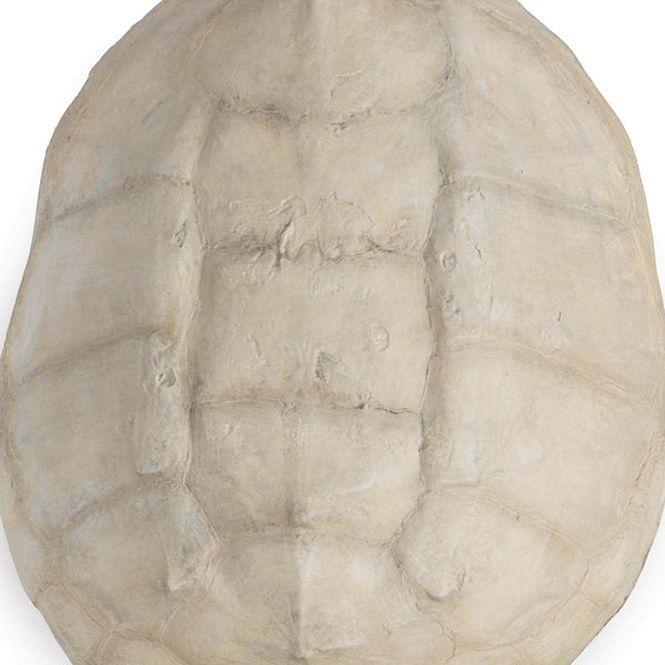 Turtle Shell Accessory In Bleached