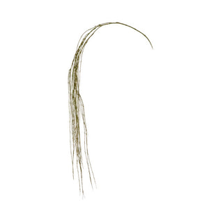 Weeping Willow Stem 64"