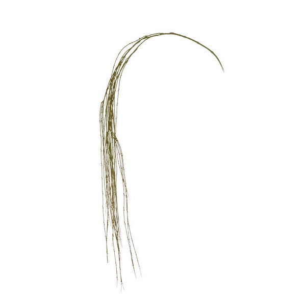 Weeping Willow Stem 64"