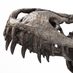 Jurassic 6L x 10W Brown Resin Tyrannosaurus Skull Replica