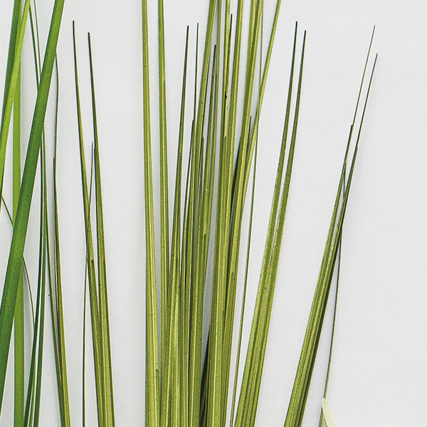 Unpotted Japanese Grass