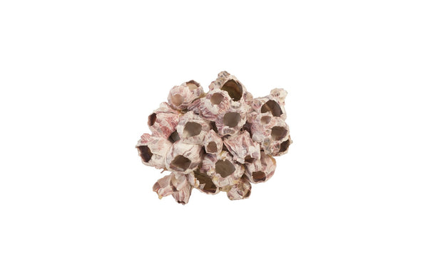 Barnacle Cluster Wall Art, Medium