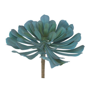 Echeveria Pulidonis Silver
