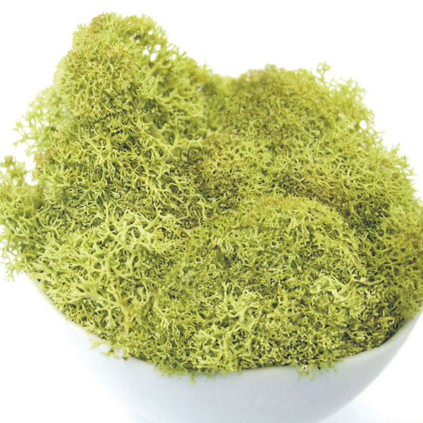 Reindeer Moss, Light Green