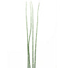 Equisetum Stem, green