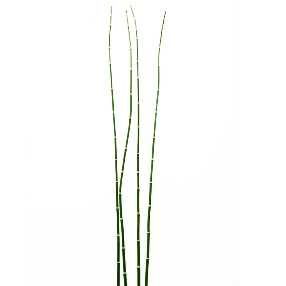 Equisetum Stem, green