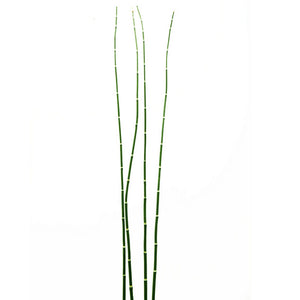 Equisetum Stem, green