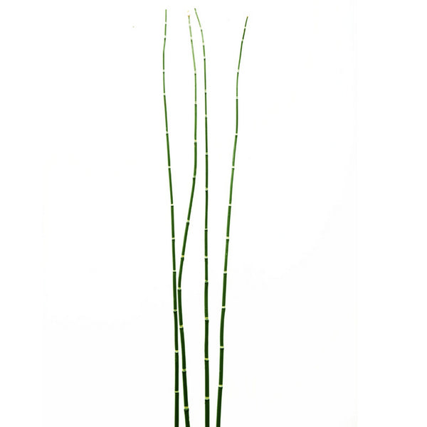 Equisetum Stem, green