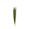 Onion Grass Bush, green