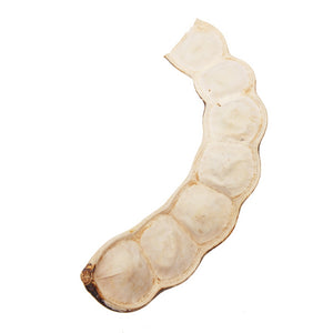 Entada Bean, Bleached