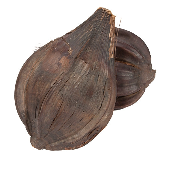 Nipa Fruit