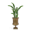 Zamifolia in Drum Urn