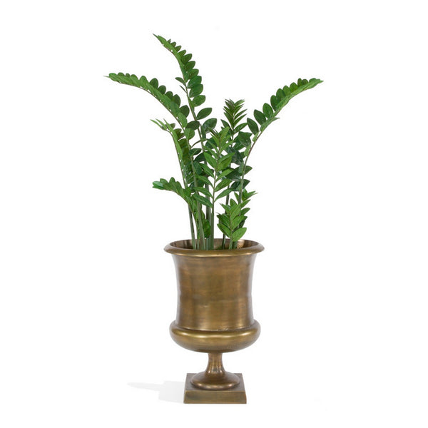 Zamifolia in Drum Urn