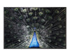 Brilliant Plumage - 72" X 48" - Charcoal Frame