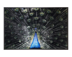 Brilliant Plumage - 72" X 48" - Charcoal Frame
