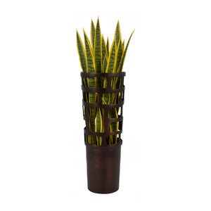Sansevieria Plant Set Unpotted, Yellow/Green