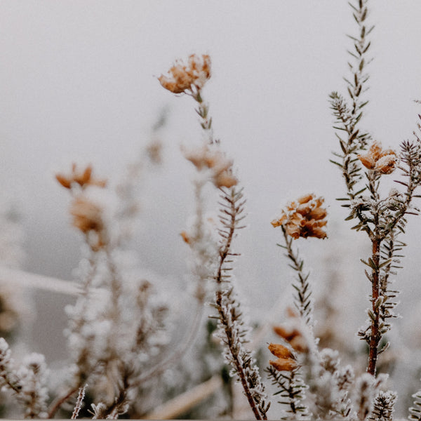 In The Details Ii By Annie Spratt