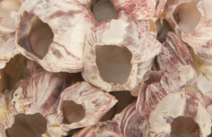 Barnacle Cluster Wall Art, Medium