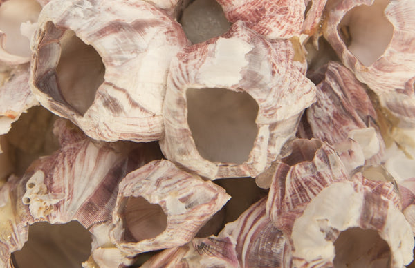 Barnacle Cluster Wall Art, Medium