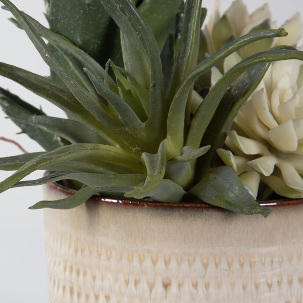 Seaside Succulents, Set/2